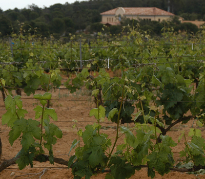 Bodega Uvaguilera